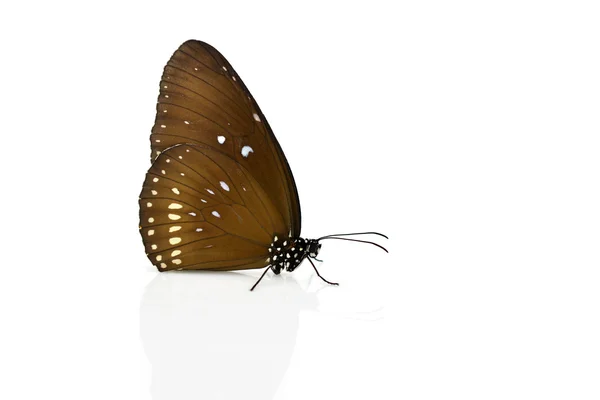 Vacker brun fjäril — Stockfoto