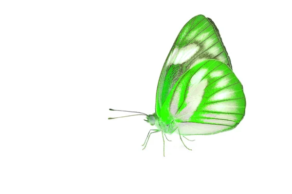 Vacker grön fjäril — Stockfoto