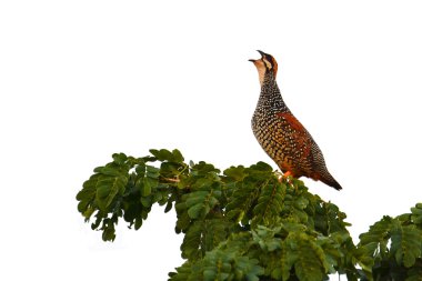 Francolinus pintadeanus kuş