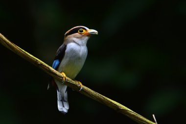 Gümüş göğüslü kılıç kuş