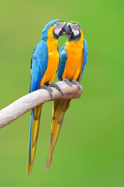 mavi ve altın Amerika papağanı papağan