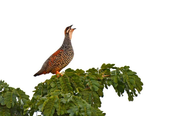 Chinesischer Francolin-Vogel — Stockfoto