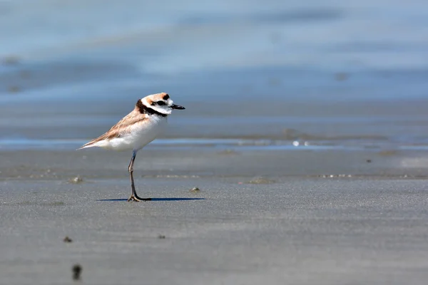 Malaysian Plover bird — Stock Photo, Image