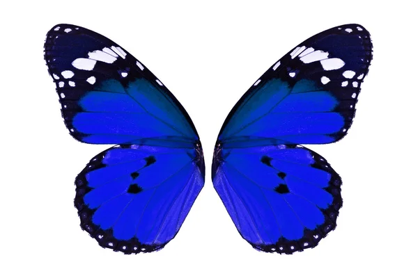 바둑의 나비 날개 — 스톡 사진