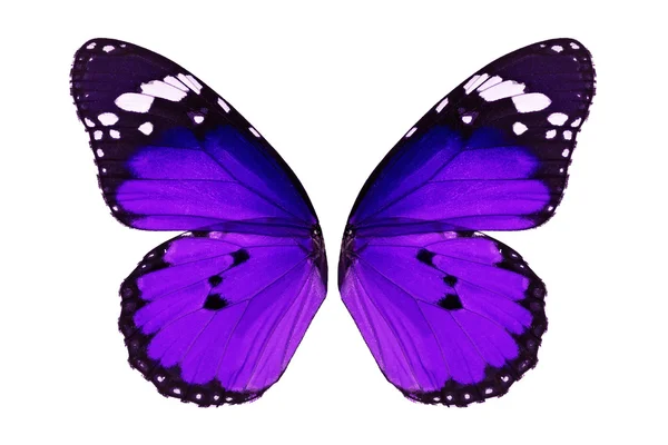 Ala de borboleta monarca — Fotografia de Stock