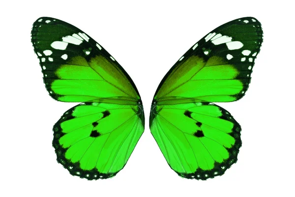Monarch vlinder vleugel — Stockfoto