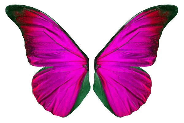 Skrzydła motyla Beautiflul — Zdjęcie stockowe