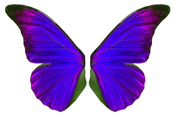 Beautiflul 蝶の翅 — ストック写真