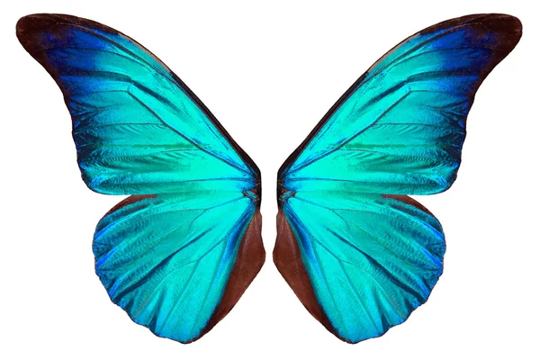 Beautiflul 나비 날개 — 스톡 사진