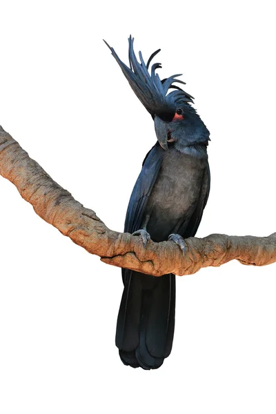 Cacatua de palma preta — Fotografia de Stock