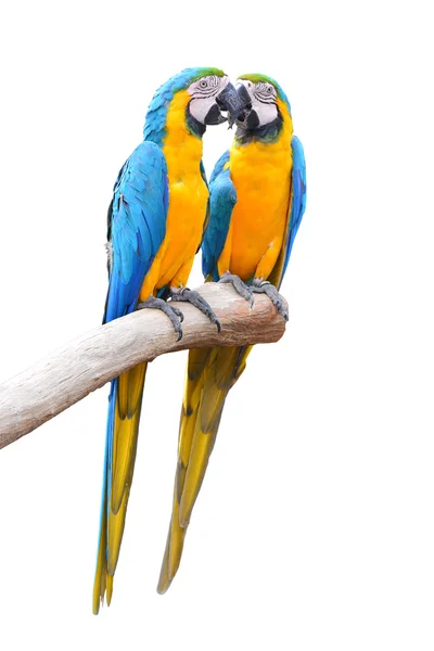 Modrá a zlatá papoušek papoušci — Stock fotografie