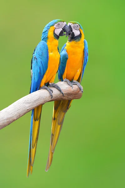 Blue and gold macaw parrots — Stock Photo, Image