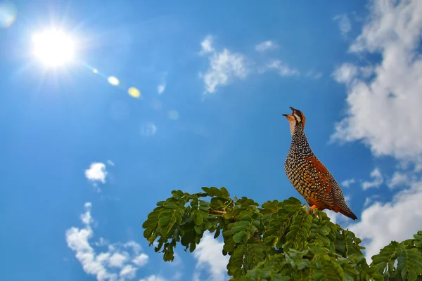 Francolinus pintadeanus vogel — Stockfoto