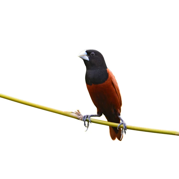 黒頭アカフサゴシキドリ鳥 — ストック写真