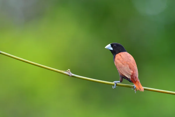 Uccello Munia dalla testa nera — Foto Stock