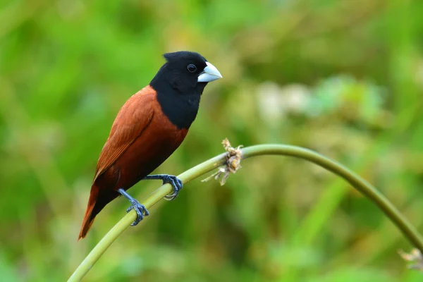 Siyah Munia kuş başlı — Stok fotoğraf