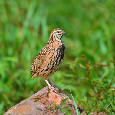 Yağmur Bıldırcın kuş