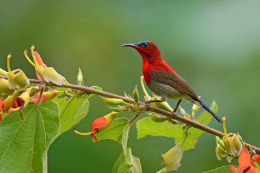 Kırmızı koyu kırmızı sunbird 