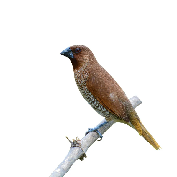 Munia pájaro de pecho escamoso —  Fotos de Stock