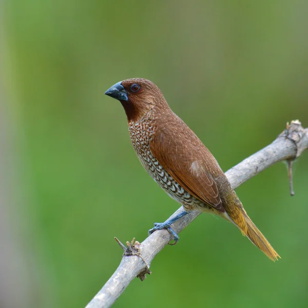 Astrildovec breasted Lonchura pták — Stock fotografie