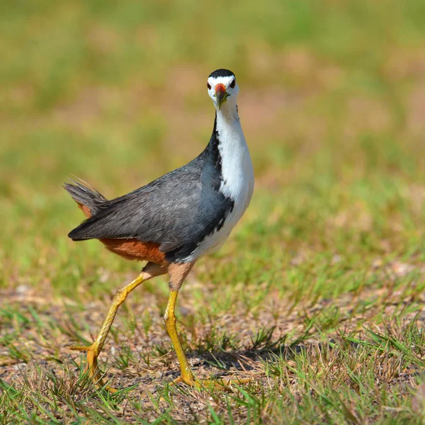 Wschodnioeuropejski ptak Waterhen — Zdjęcie stockowe