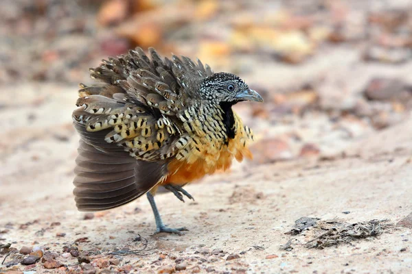 Pájaro codorniz de botón barrado — Foto de Stock