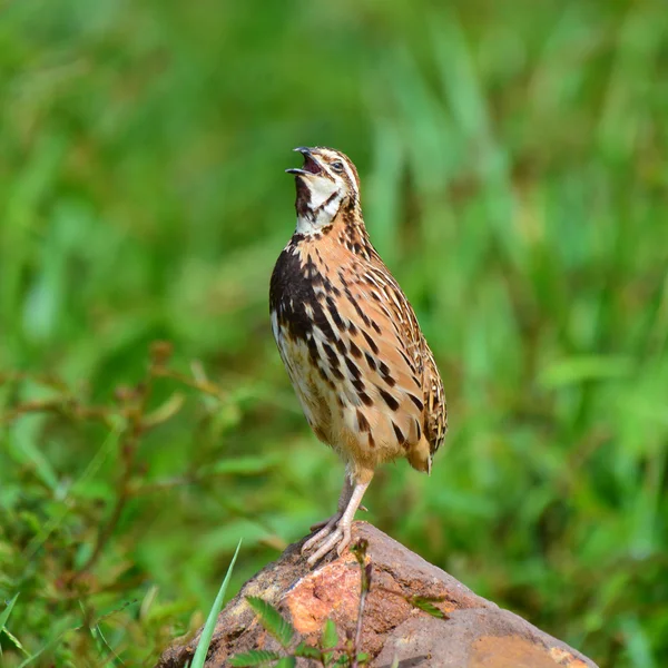 Pássaro de codorna de chuva — Fotografia de Stock