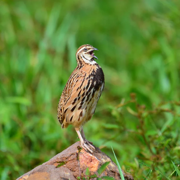 Oiseau de la caille de pluie — Photo