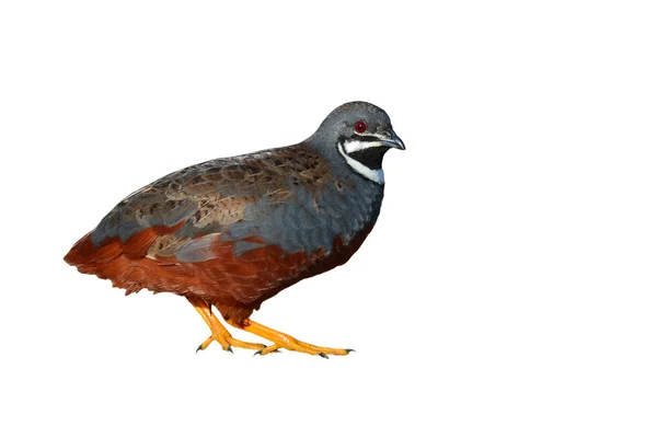 King quail bird — Stock Photo, Image