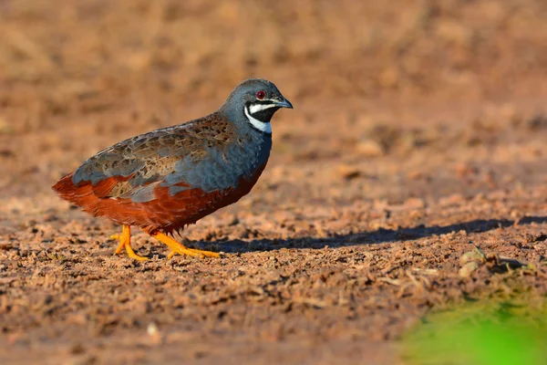 Oiseau caille roi — Photo