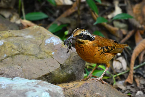 Eared Πίττα bird — Φωτογραφία Αρχείου