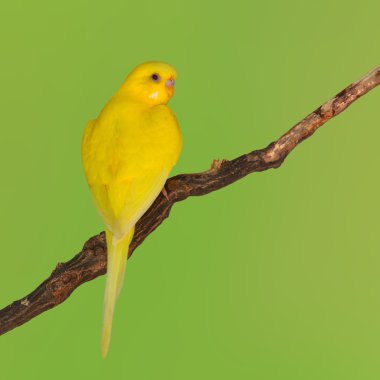 Güzel sarı muhabbet kuşu kuş