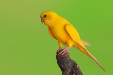 Güzel sarı muhabbet kuşu kuş