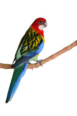 Doğu yassıkuyruğu papağan kuş