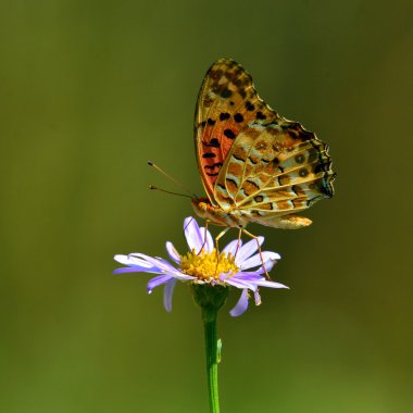 Çiçekte turuncu kelebek
