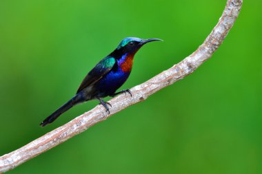 Bakır Sunbird İzmir