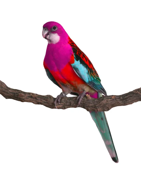 Kleurrijke parrot vogel — Stockfoto