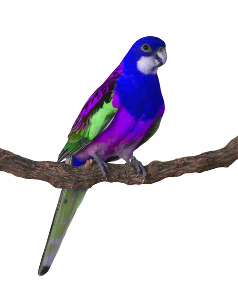 Uccello pappagallo colorato — Foto Stock