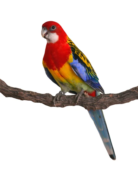 Rozella białolica papuga ptak — Zdjęcie stockowe