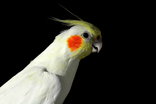 Witte papegaai vogel — Stockfoto