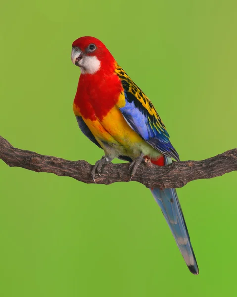 Rosella orientale uccello pappagallo — Foto Stock