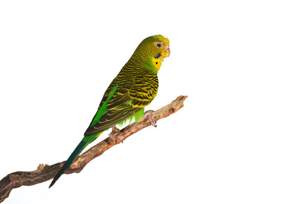Beautiful green Budgerigar bird