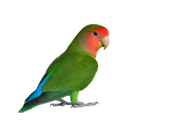 Zelená Lovebird closeup — Stock fotografie