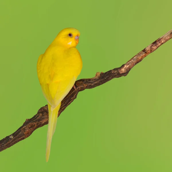 Bellissimo uccello giallo Budgerigar — Foto Stock