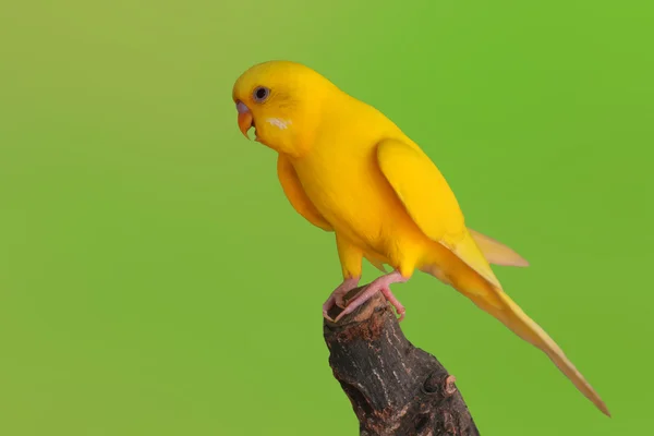 Hermosa ave Budgerigar amarilla — Foto de Stock