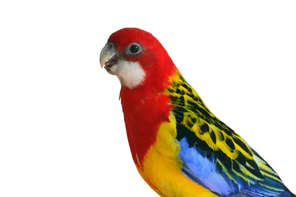 Rosella oriental pájaro loro — Foto de Stock