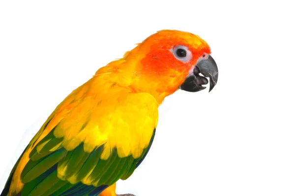 Sun conure 鸟 — 图库照片