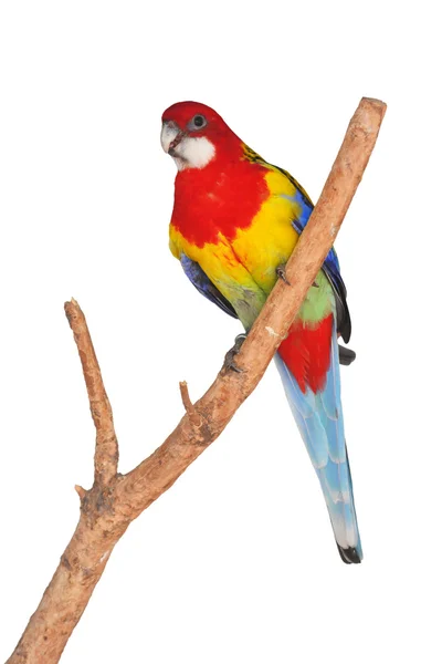 Rosella oriental pájaro loro — Foto de Stock