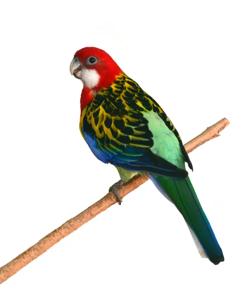 Rosela pestrá papoušek pták — Stock fotografie