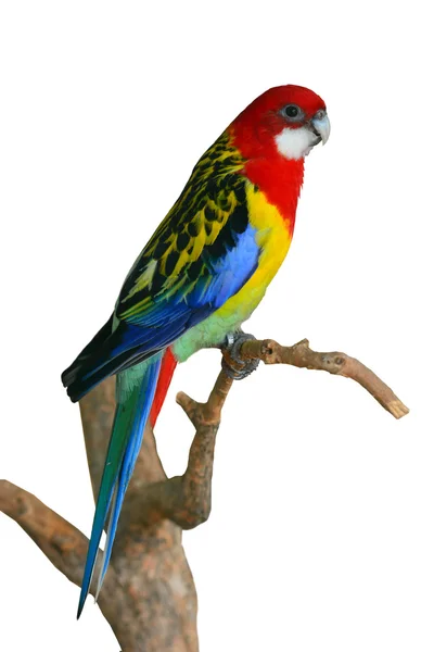 Eastern Rosella πουλί παπαγάλος — Φωτογραφία Αρχείου